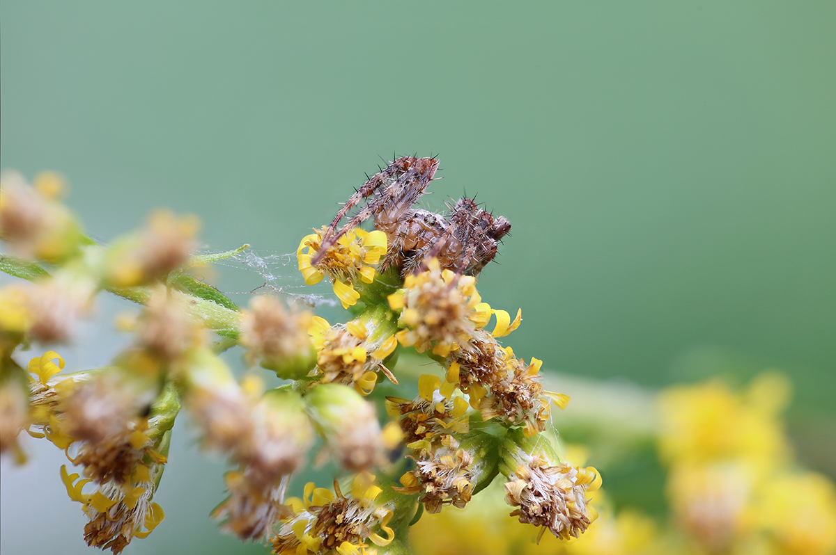 Winzige Gartenkreuzspinne (Araneus diadematus)