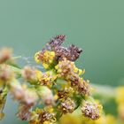 Winzige Gartenkreuzspinne (Araneus diadematus)