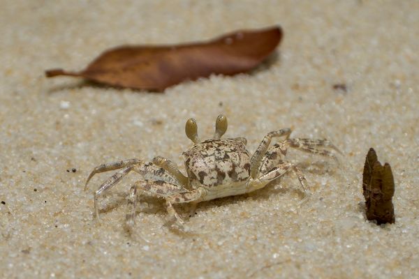 Winzige Geisterkrabbe