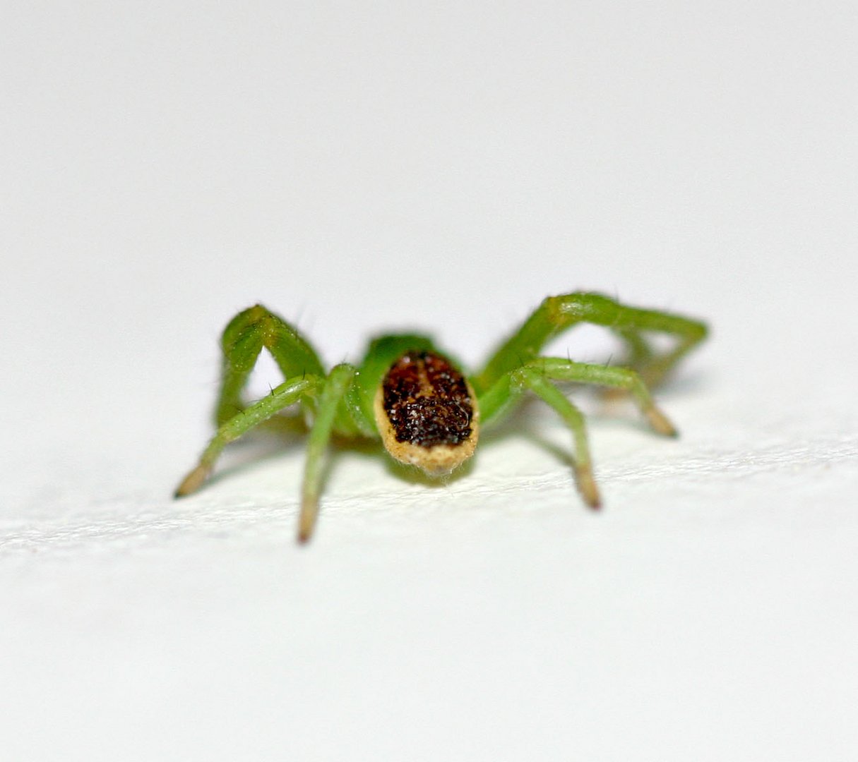 Winzige grüne Spinne von hinten. Foto & Bild garten Bilder auf