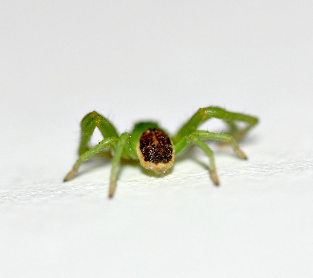 Winzige grüne Spinne von hinten. Foto & Bild garten Bilder auf