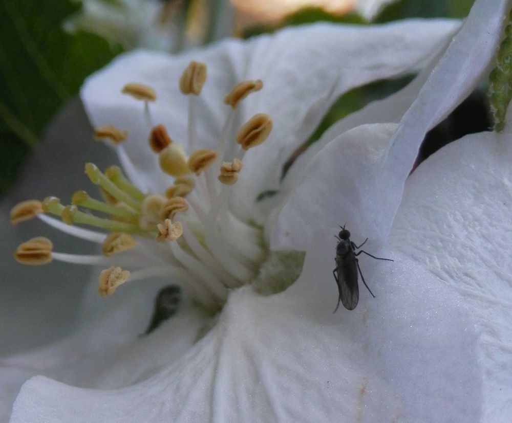 Winzige Haarmücke bestäubt Apfelblüten - 1. Mai