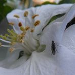 Winzige Haarmücke bestäubt Apfelblüten - 1. Mai