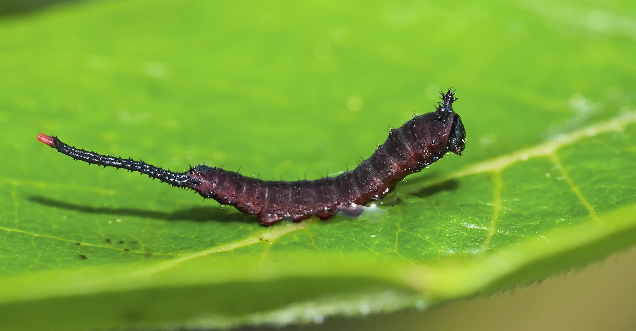 Winzige junge Raupe vom Gabelschwanz! - Un petit bébé chenille dont le papillon s'appelle Hermine!