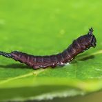 Winzige junge Raupe vom Gabelschwanz! - Un petit bébé chenille dont le papillon s'appelle Hermine!