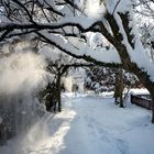 Winzige kleine Lawinen fielen diese Woche von den Bäumen, als die Sonne den Schnee wegtaute.