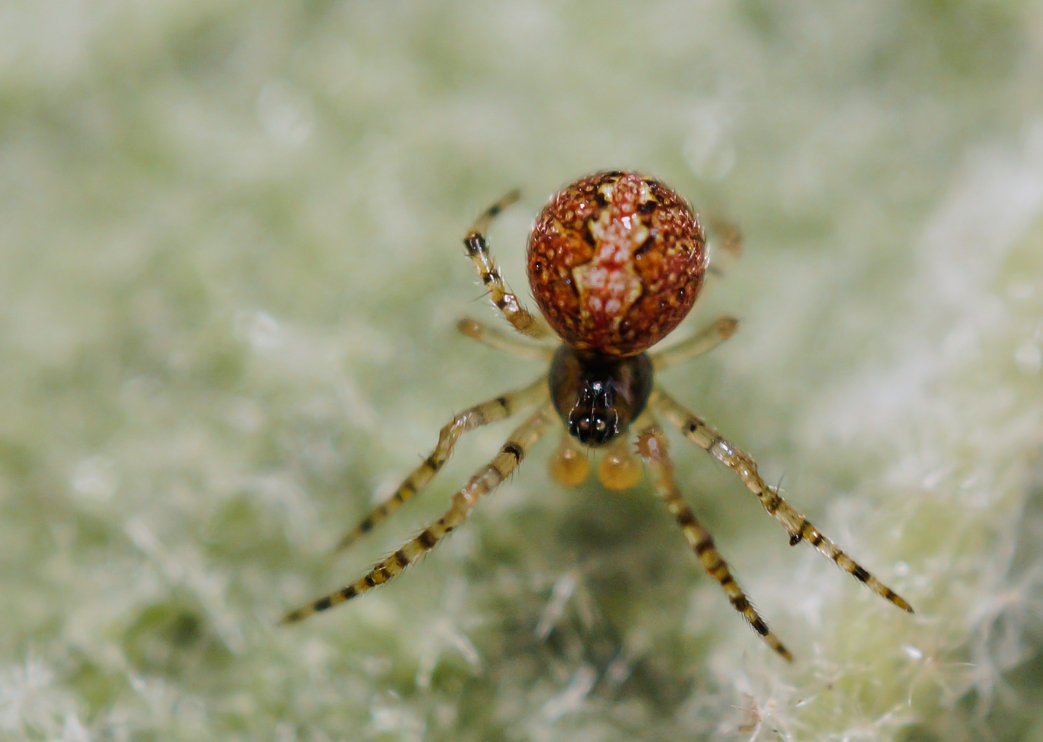 Winzige Kugelspinne Foto & Bild natur, tiere, wildlife Bilder auf