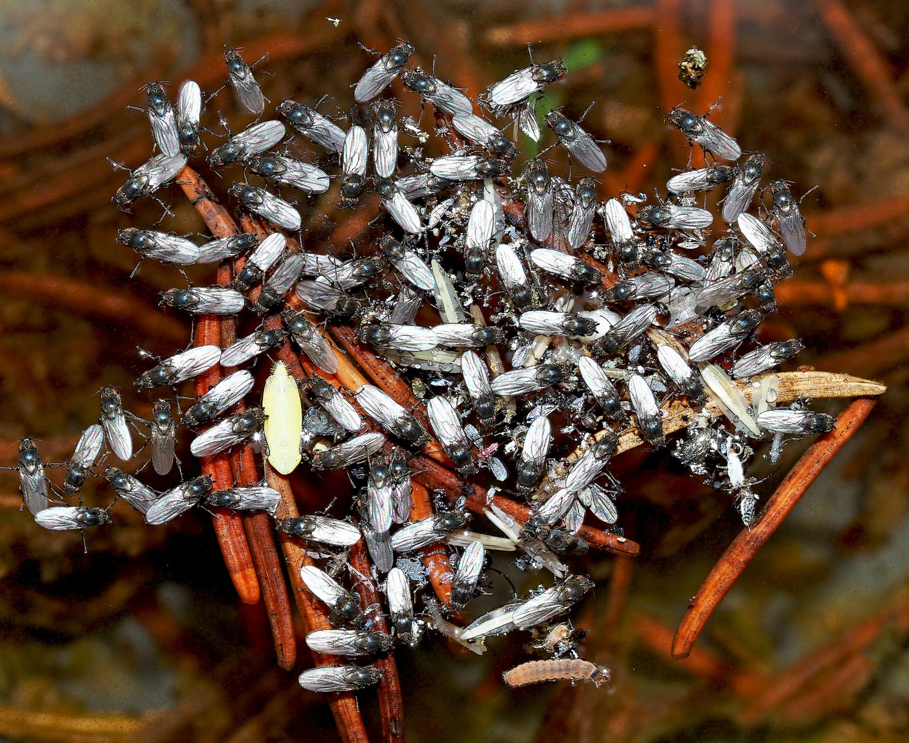 Winzige Lebewesen auf einem Tümpel (sphaeroceridae) ...