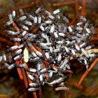 Winzige Lebewesen auf einem Tümpel (sphaeroceridae) ...