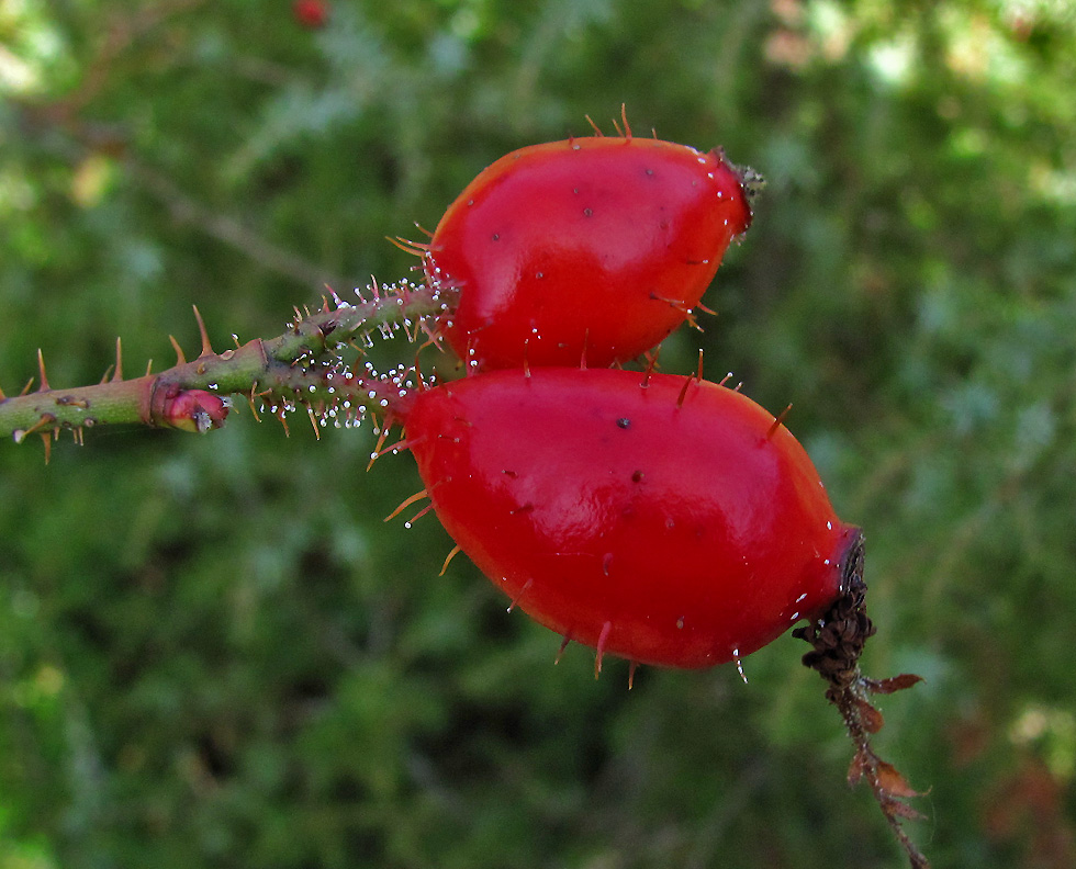 Winzige Pilze an der Hagebutte