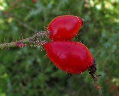 Winzige Pilze an der Hagebutte