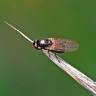 Winzige Polier- oder Faulfliege (Lauxaniidae), ev. Minettia sp. *