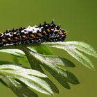 Winzige Raupe vom Schwalbenschwanz 