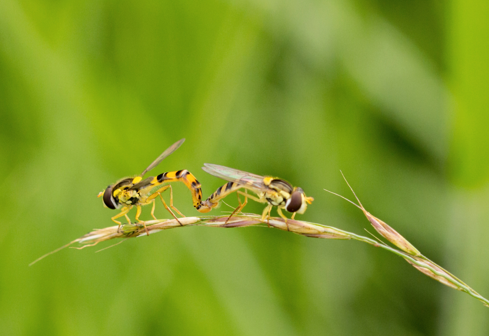 winzige Schwebfliegen.... 