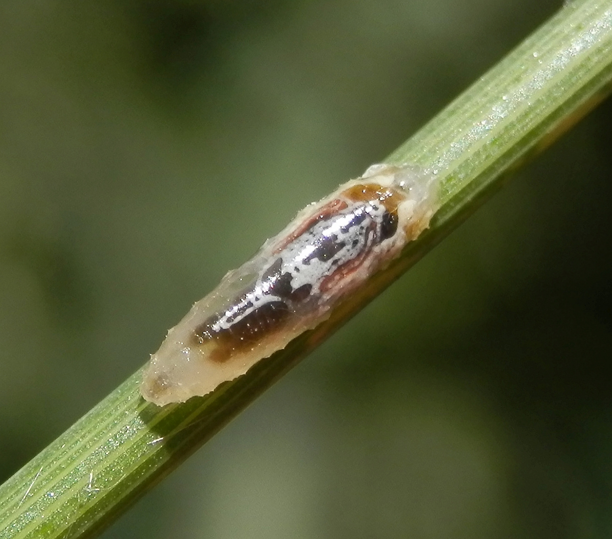 Winzige Schwebfliegenlarve auf Grashalm