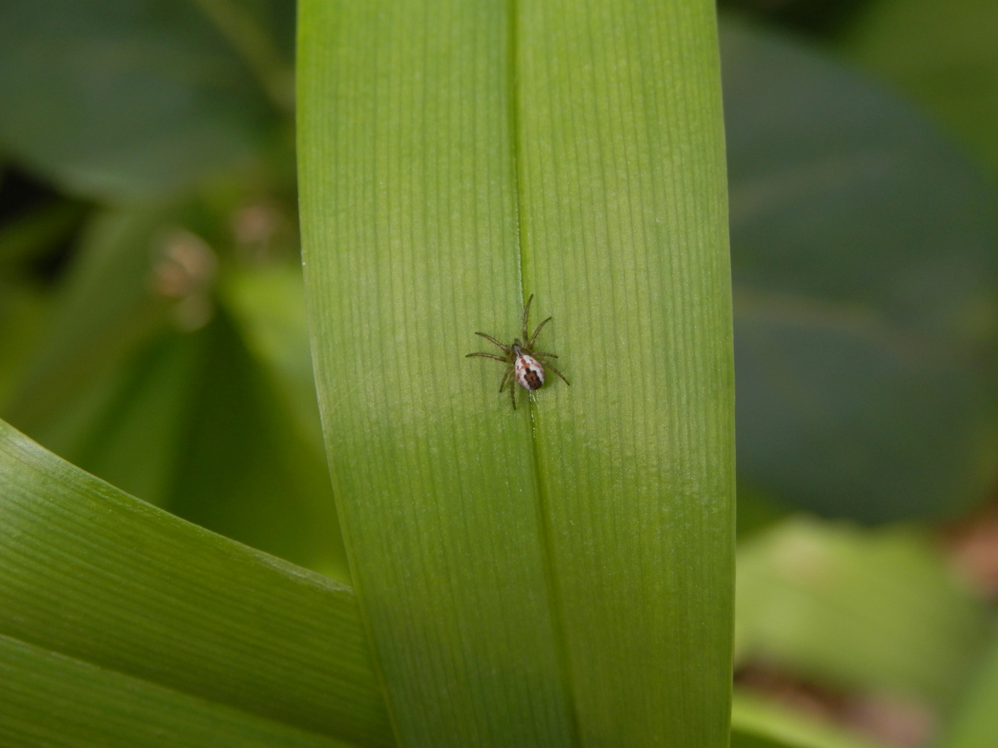 Winzige Spinne auf einem Lilienblatt - Streifenkreuzspinne (Mangora acalypha)