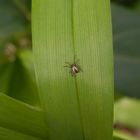 Winzige Spinne auf einem Lilienblatt - Streifenkreuzspinne (Mangora acalypha)