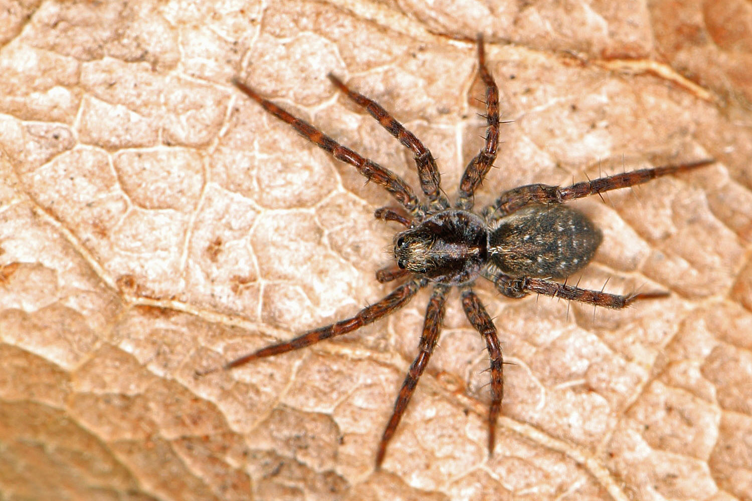 winzige Spinne im Garten