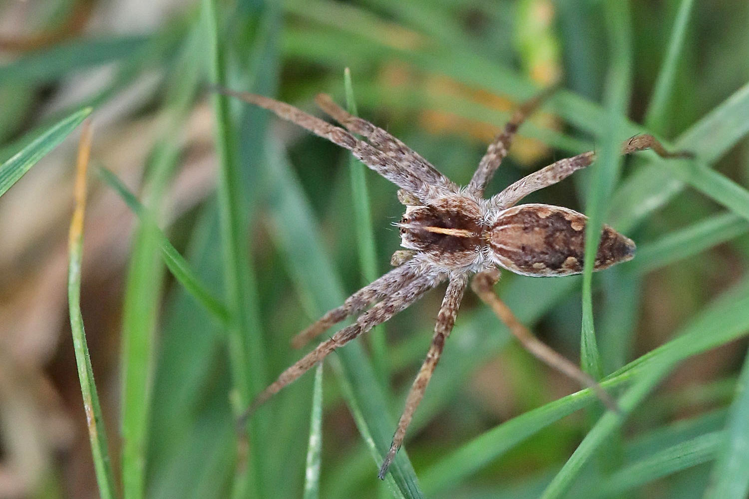 winzige Spinne im Gras