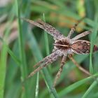 winzige Spinne im Gras