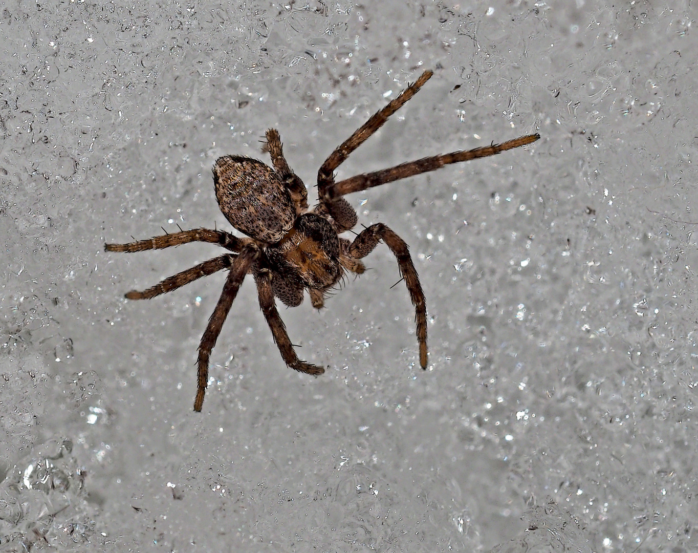 Winzige Spinne im Schnee