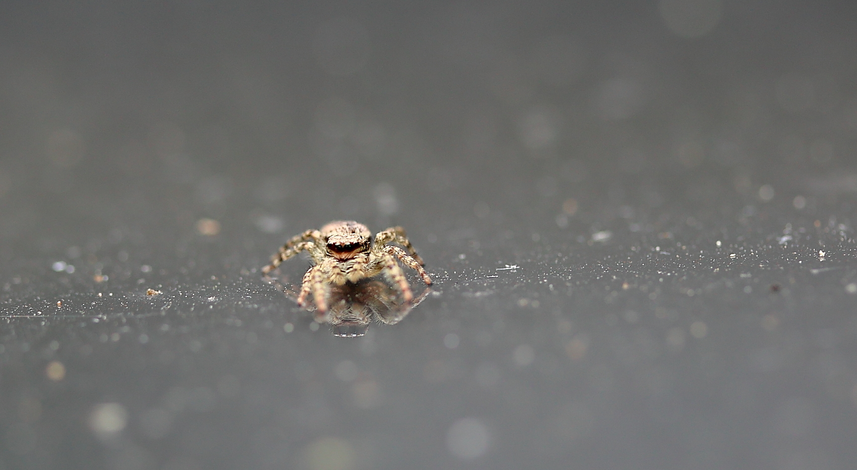 Winzige Spinne mit Spiegelung