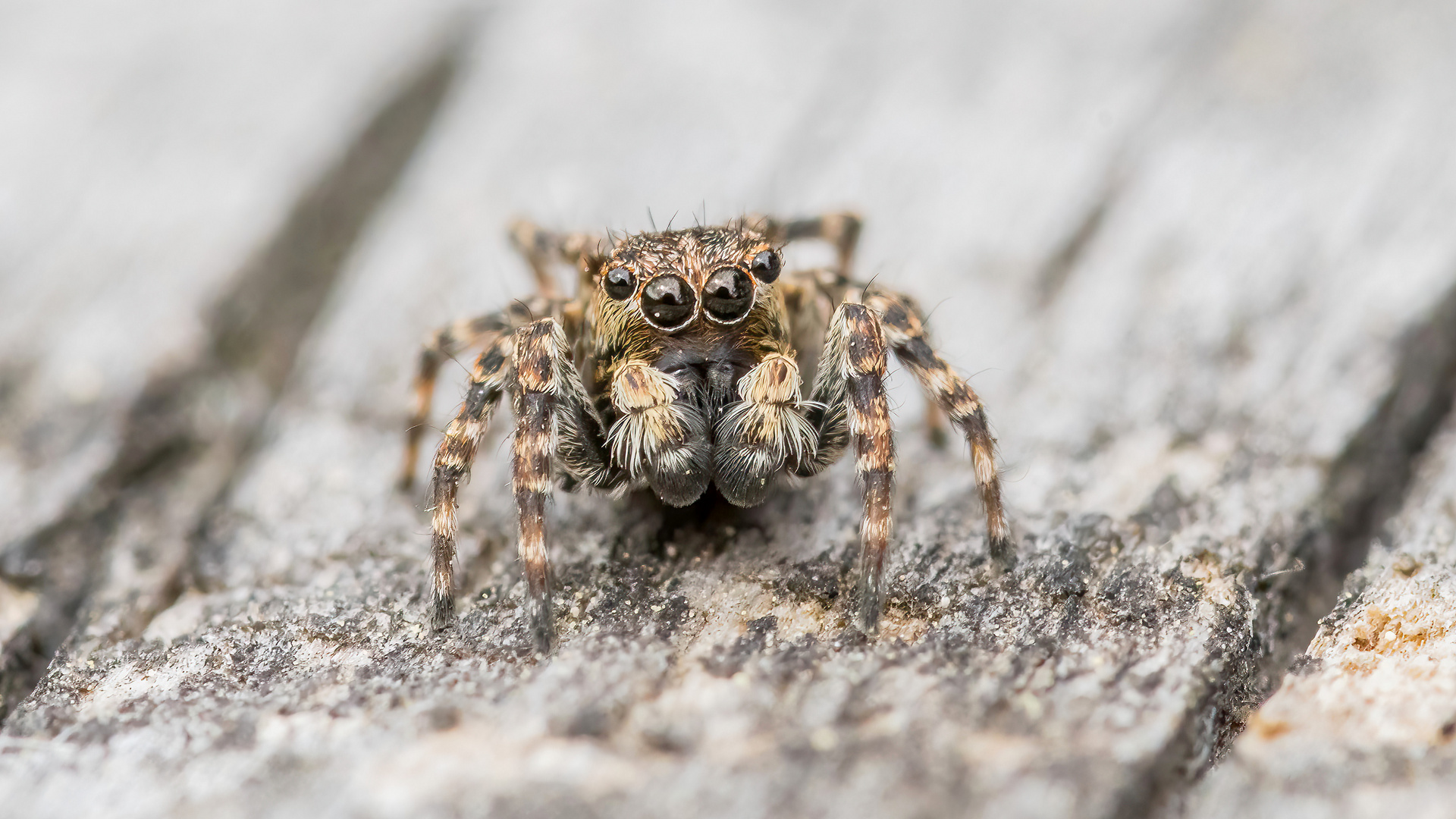 winzige Springspinne