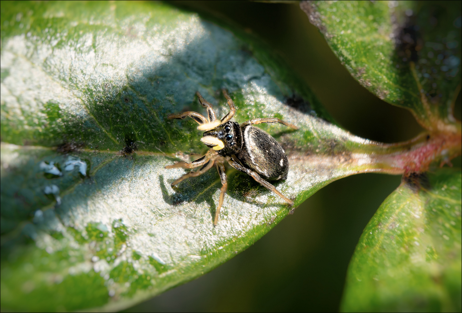 Winzige Springspinne auf einem Rosenblatt 