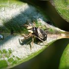 Winzige Springspinne auf einem Rosenblatt 