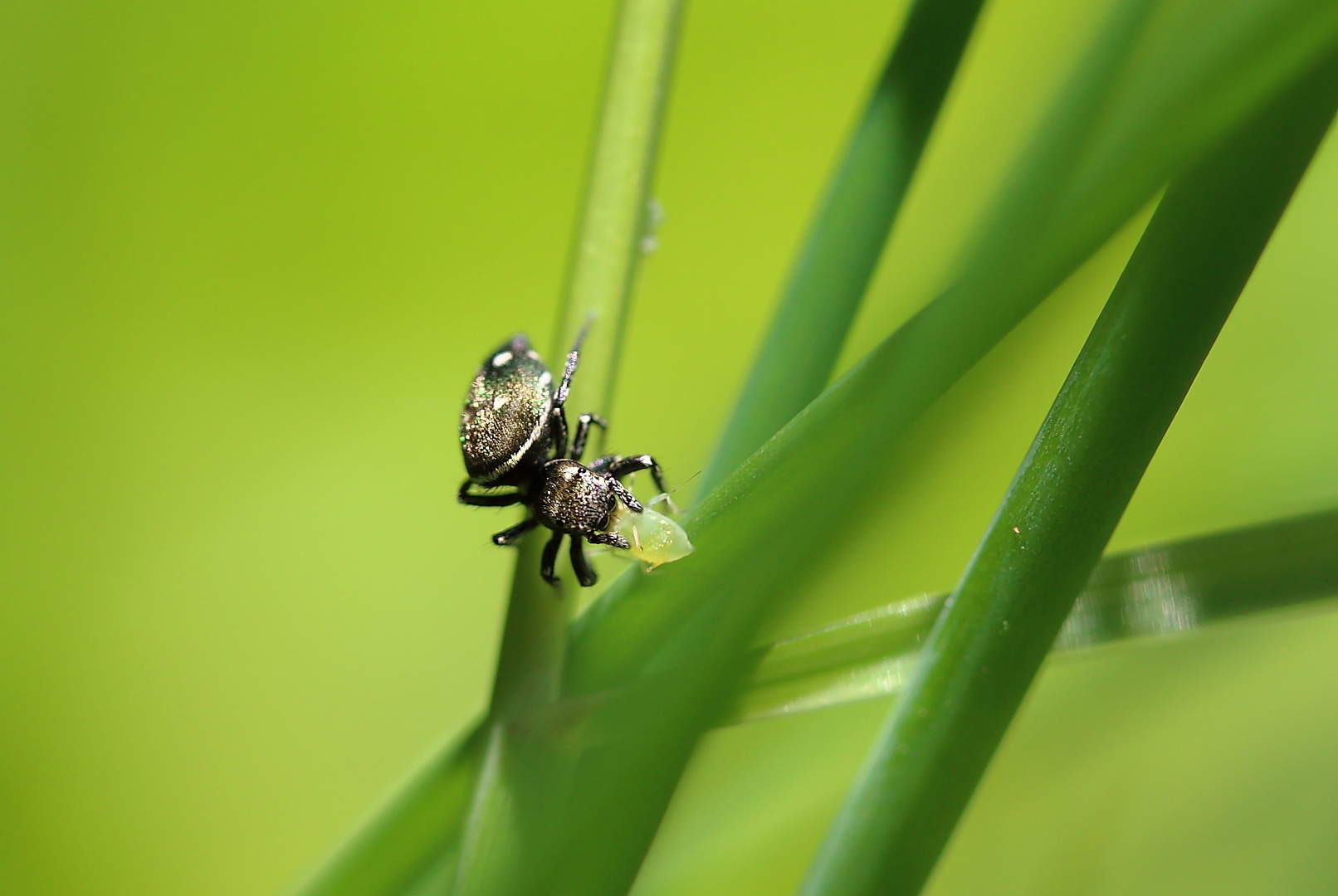 winzige Springspinne mit Beute