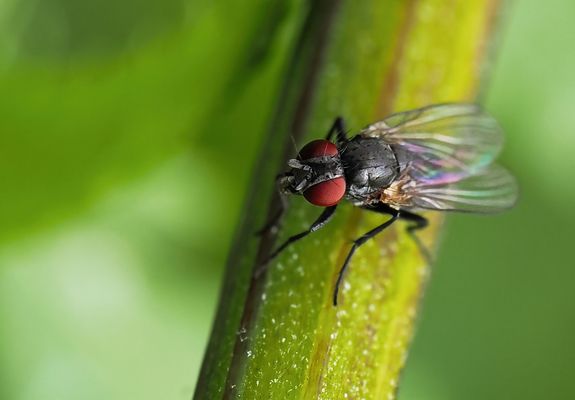 WINZIGE SUPERHELDIN MIT GROSSEM SUPERBLICK