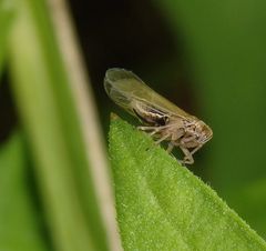 Winzige unbekannte Zikade im Garten