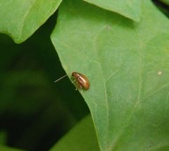 Winziger "Erdfloh" auf Zaunwinde - Longitarsus pellucidus