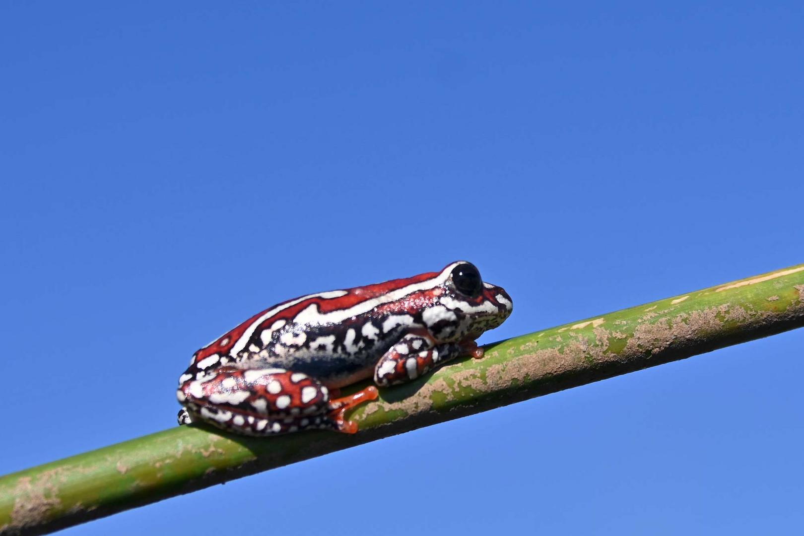 winziger Frosch im Schilf