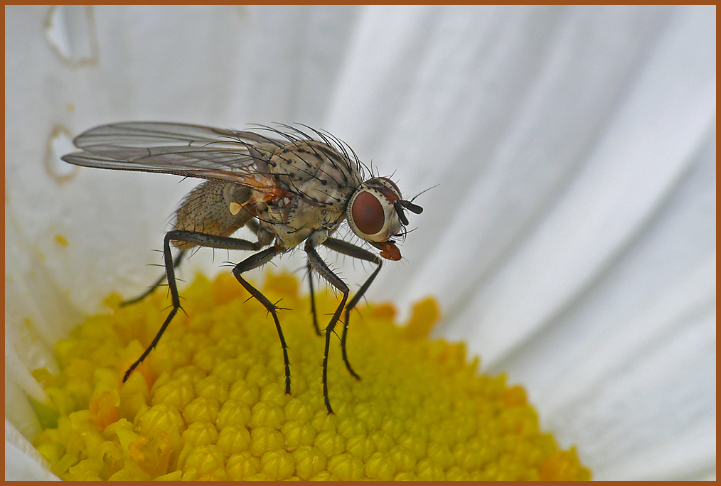 Winziger Gast auf einer Margeritenblüte II