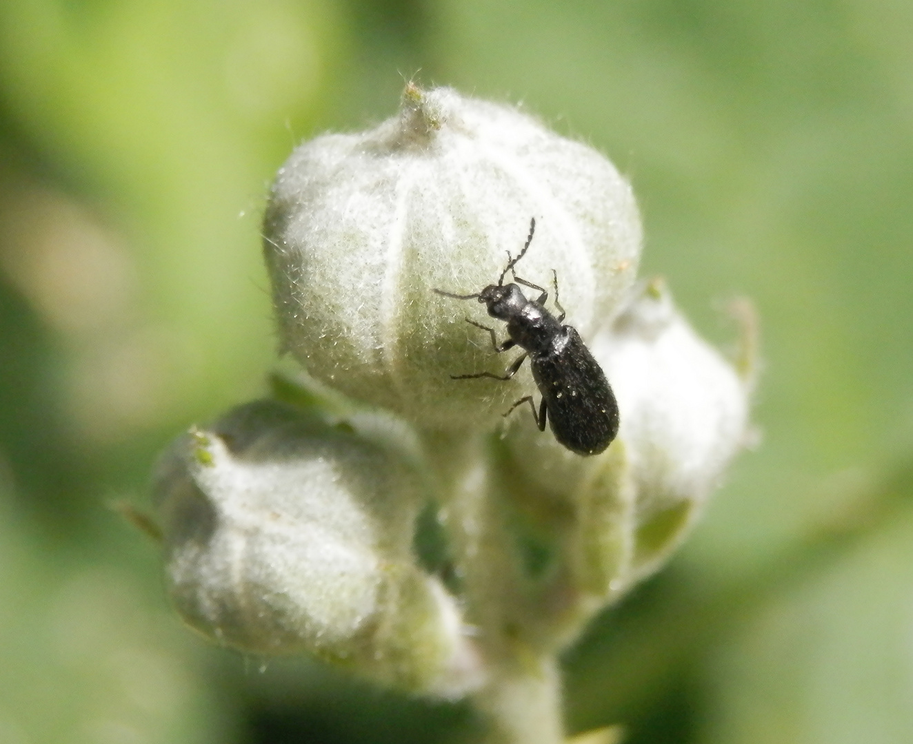 Winziger Käfer auf Brombeerknospe - Ein Wollhaarkäfer ?