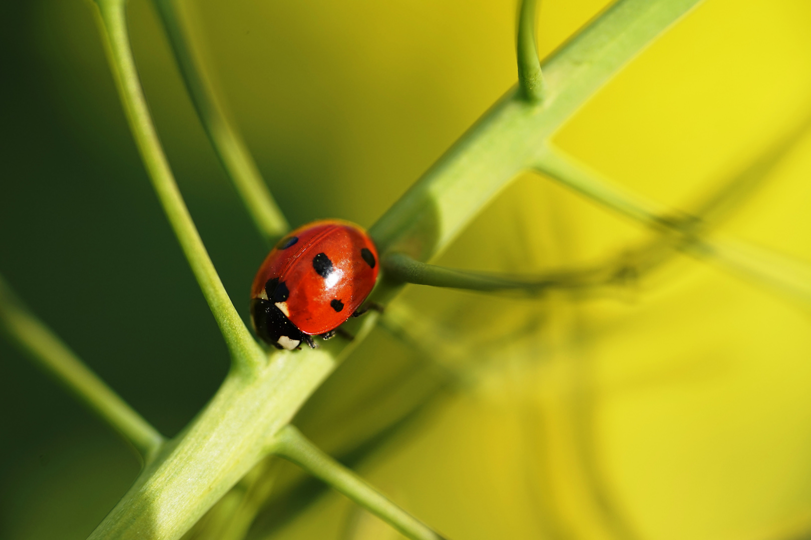 Winziger Marienkäfer im Rapsfeld