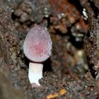 Winziger Pilz in einem Baumstamm, der am zerfallen ist: ein Helmling  (Mycena) * - Mini champignon!