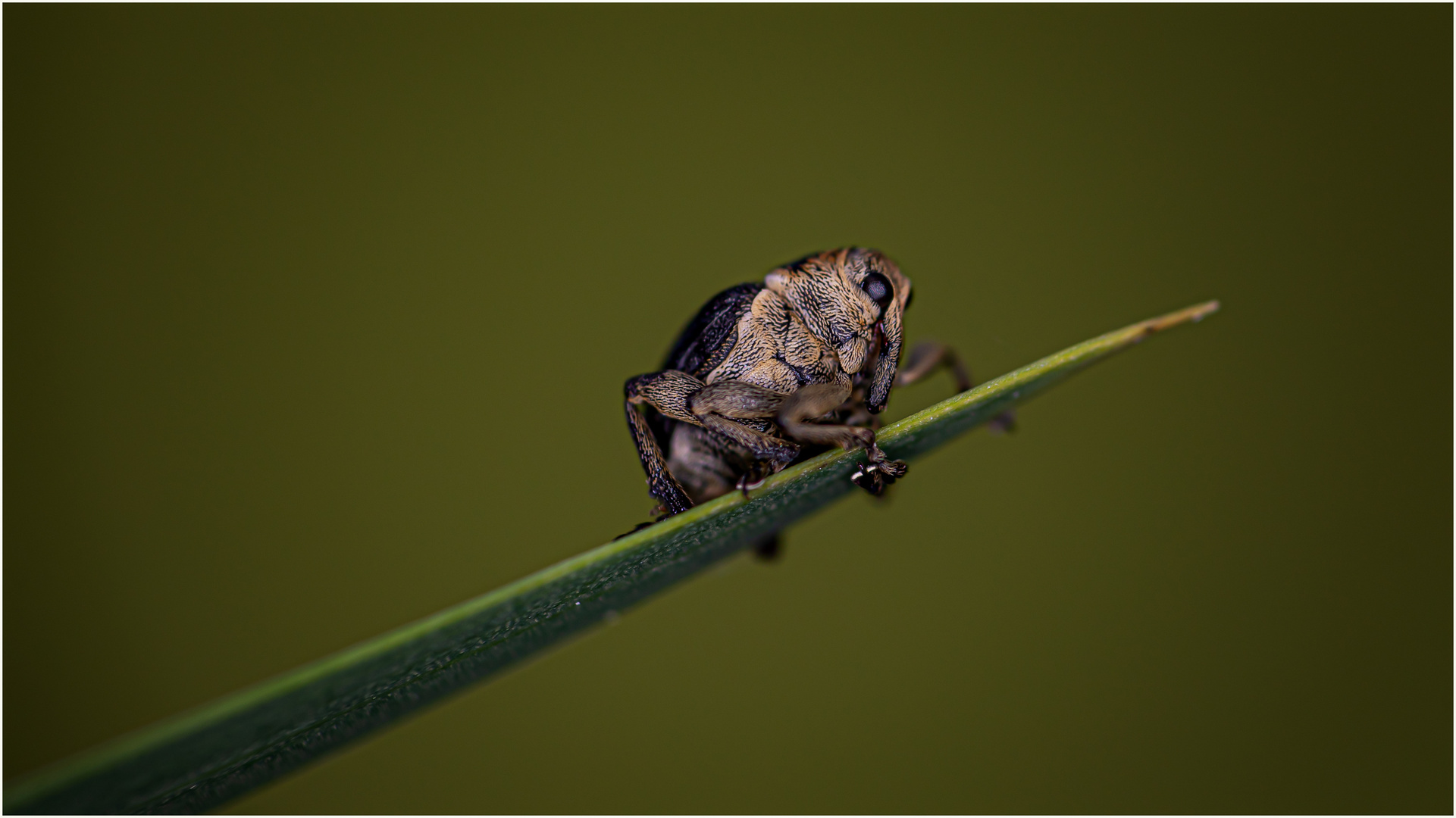 winziger Rüsselkäfer