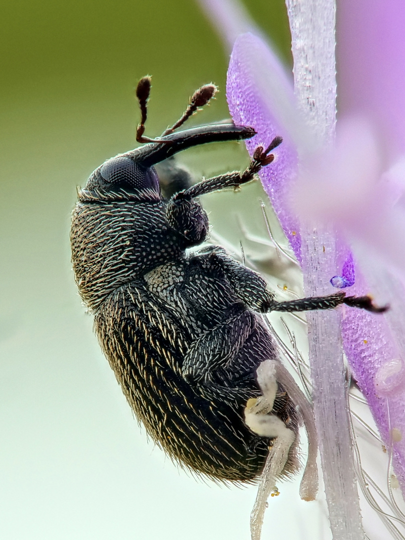 Winziger Rüsselkäfer ca. 1 - 2 mm gross