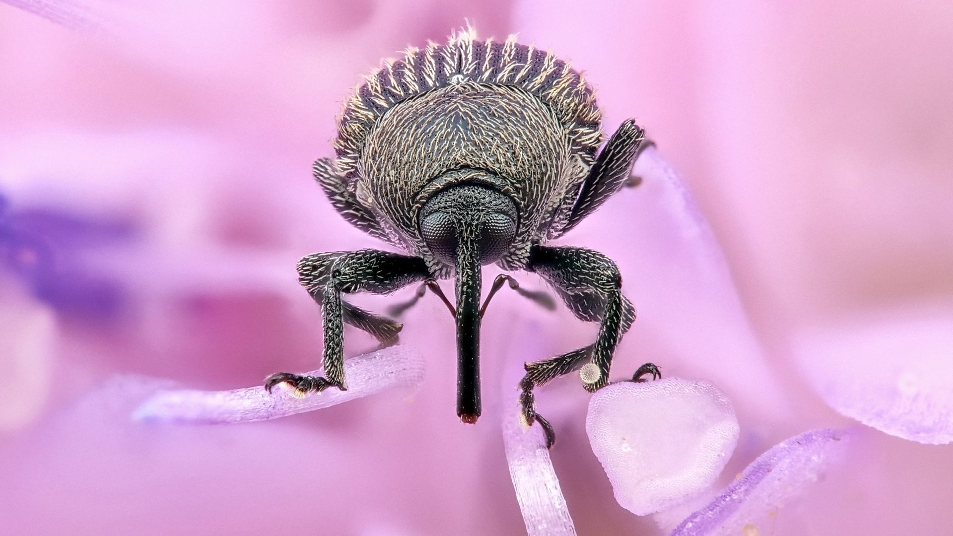 Winziger Rüsselkäfer in den Stockrosen