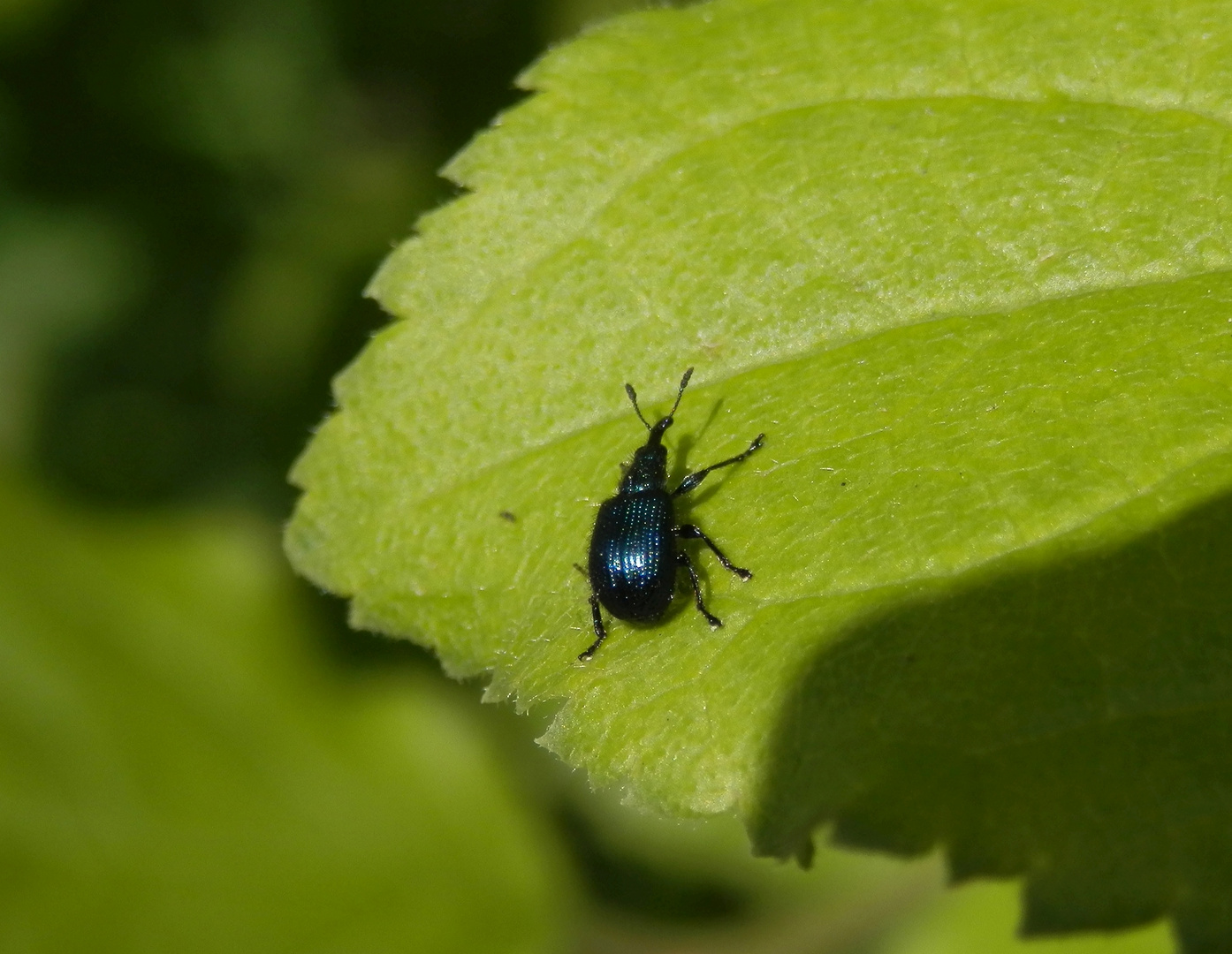 Winziger schwarzer Rüsselkäfer auf Brennnessel