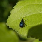 Winziger schwarzer Rüsselkäfer auf Brennnessel