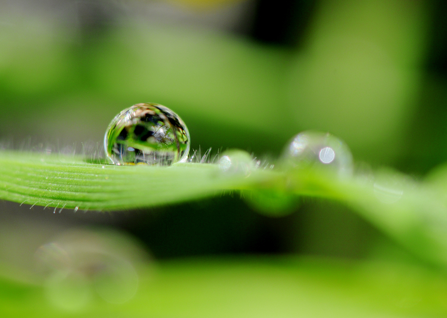 Winziger Wassertropfen ganz groß