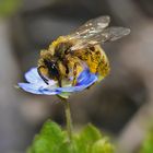 Winziges Bienchen trifft auf Persischen Ehrenpreis...