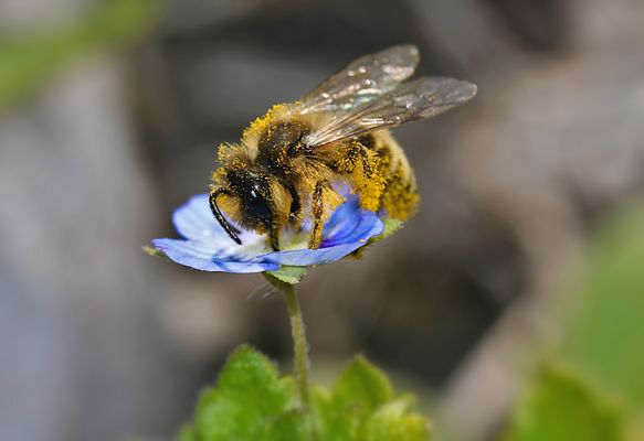 Winziges Bienchen trifft auf Persischen Ehrenpreis...