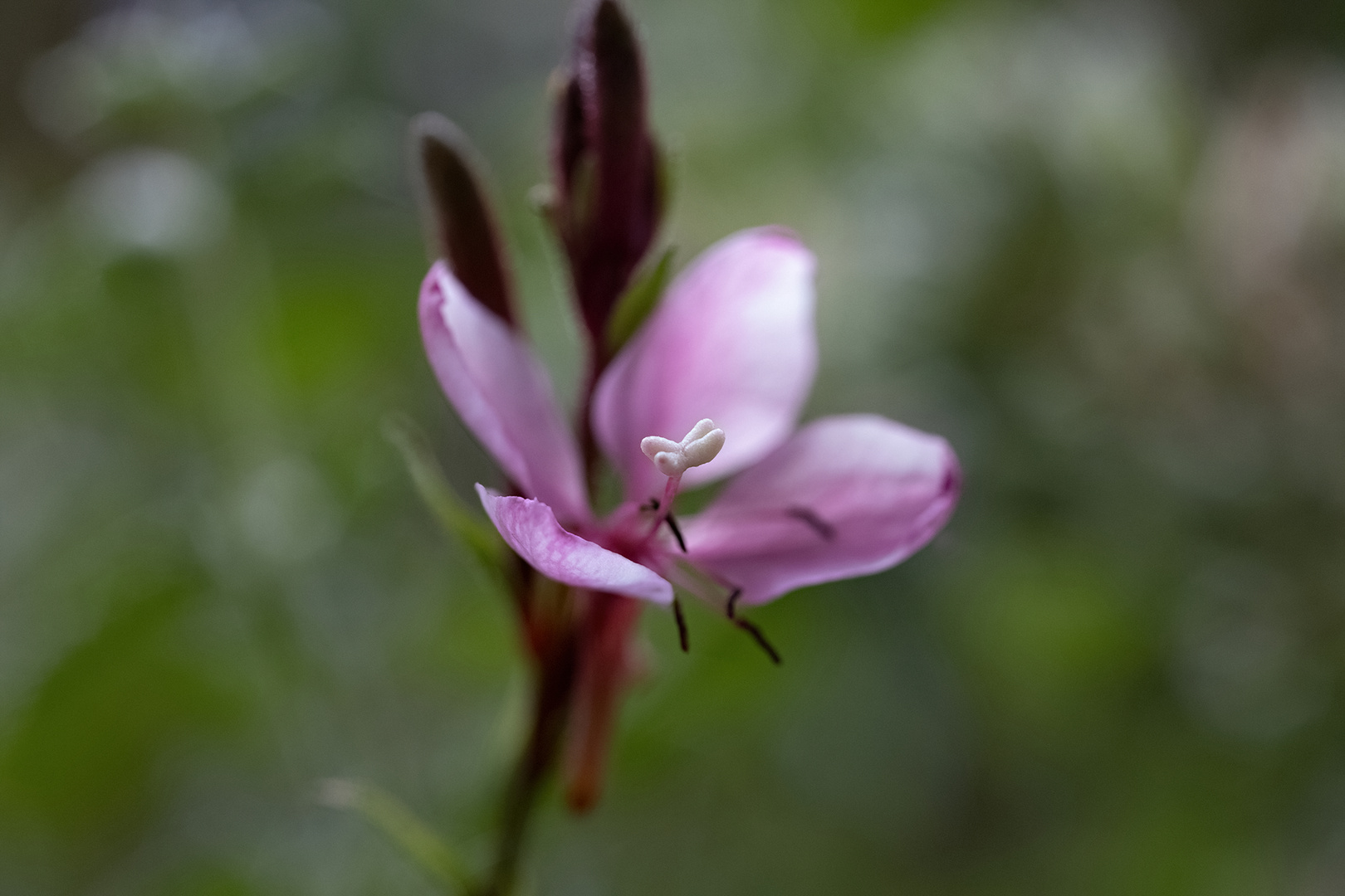 Winziges Blümchen