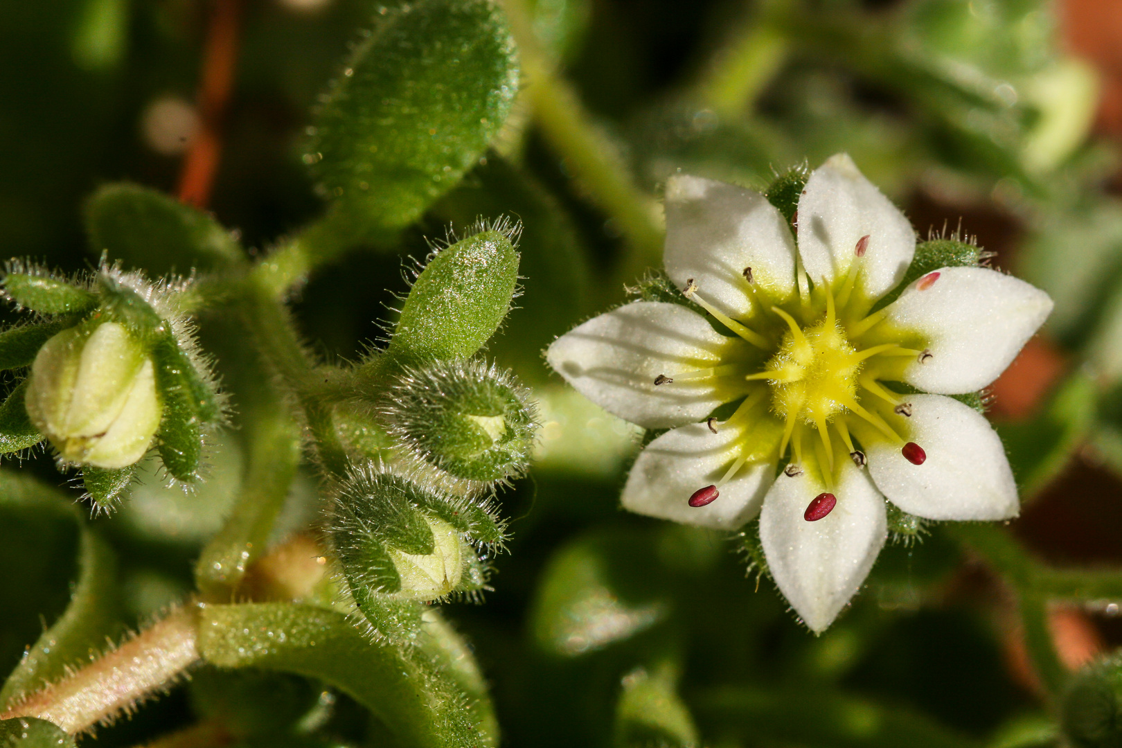 Winziges Blümchen im Steingarten