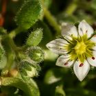 Winziges Blümchen im Steingarten