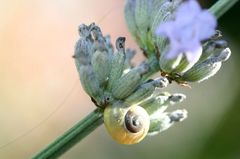 Winziges Schneckenbaby auf Lavendel